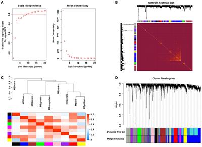 Integrative identification of immune-related key genes in atrial fibrillation using weighted gene coexpression network analysis and machine learning